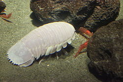 isopod (wikipedia)